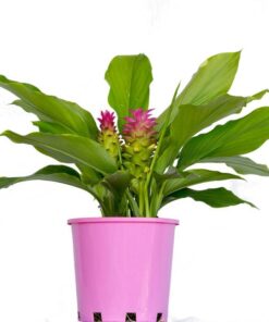 Curcuma Aussie Gem