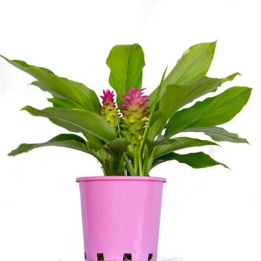 Curcuma Aussie Gem