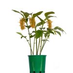 Globba Golden Dragon