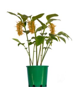 Globba Golden Dragon