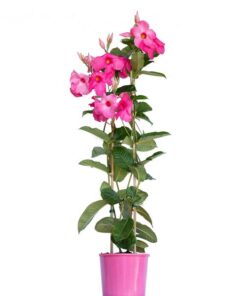 Mandevilla Alice Du Pont