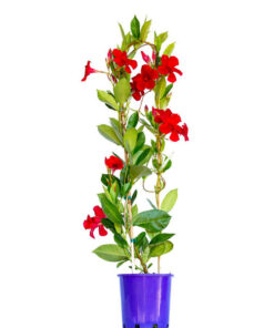 Mandevilla Agathe Scarlet
