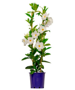 Mandevilla Agathe White