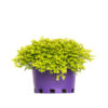 Selaginella Electric Blue Hanging Basket
