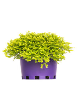 Selaginella Electric Blue Hanging Basket