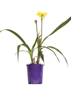 Spathoglottis Lemon Kiss