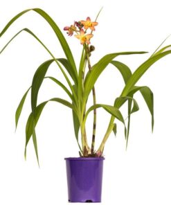 Spathoglottis Mellow Yellow