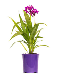 Spathoglottis Purple Passion