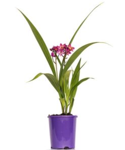 Spathoglottis Rockin Plumb