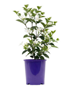 Wrightia