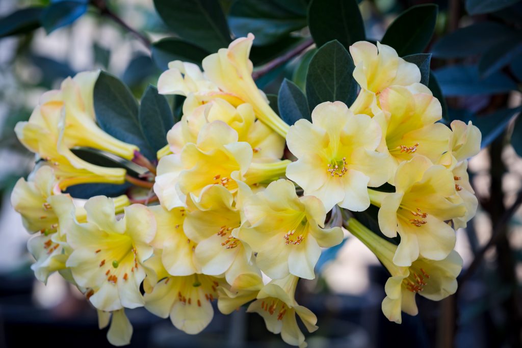 Vireya Meadow Yellow