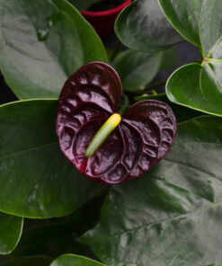 Anthurium Black Queen