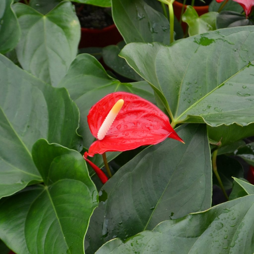 Anthurium White Heart