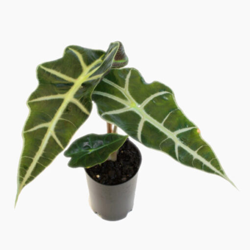 Alocasia Polly