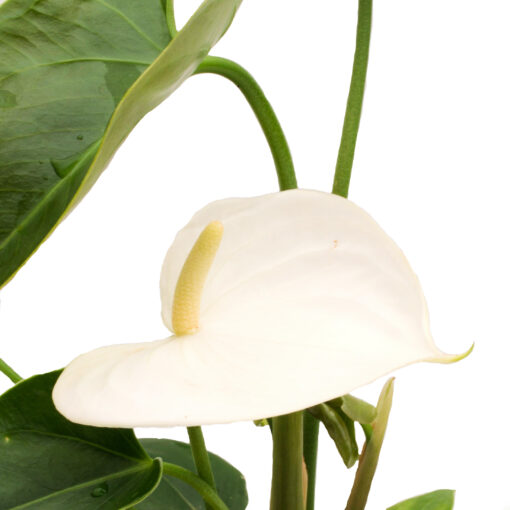 Anthurium Andreanum White Winner