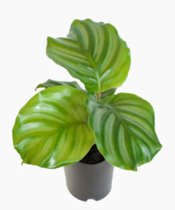 Calathea Orbifolia