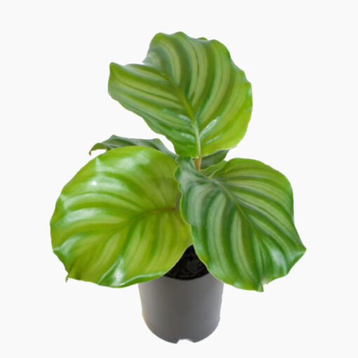 Calathea Orbifolia