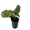 Cute 75 mm pot with green plant with purple under the leaves.