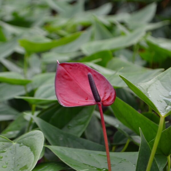 Anthurium White Heart