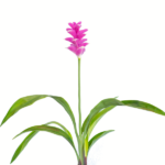 Palmwood-Tropicals-Australian-Wholesale-Plant-Nursery-Curcuma-Ginger- Coconut Ice l