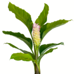 Palmwood-Tropicals-Australian-Wholesale-Plant-Nursery-Curcuma-Ginger-Giant Pink - Copy