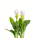 Palmwood-Tropicals-Australian-Wholesale-Plant-Nursery-Curcuma-Ginger- Miss Pearljpg