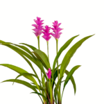 Palmwood-Tropicals-Australian-Wholesale-Plant-Nursery-Curcuma-Ginger- Pink Pearl