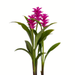 Palmwood-Tropicals-Australian-Wholesale-Plant-Nursery-Curcuma-Ginger- Rose Pearl -2