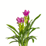 Palmwood-Tropicals-Australian-Wholesale-Plant-Nursery-Curcuma-Ginger- Thai Bea Pink