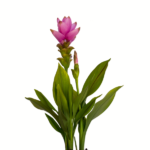 Rose Tulip