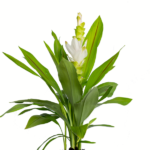 Palmwood-Tropicals-Australian-Wholesale-Plant-Nursery-Curcuma-Ginger- Tropic Snow