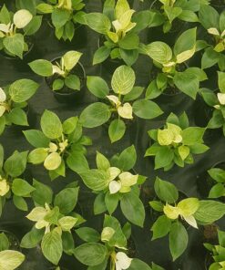 Philodendron