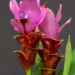 Curcuma Siam Swift-2