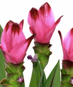 pink flowering ginger with red tips