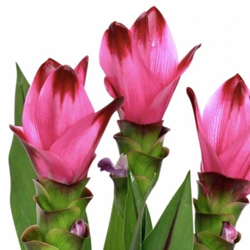 pink flowering ginger with red tips