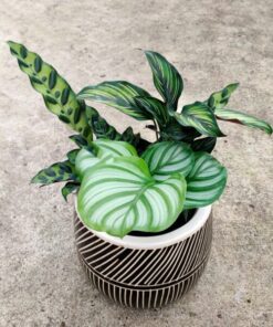 Beautiful green indoor plants in a striped pot