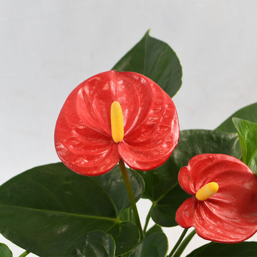 Cherry flower with bright yellow spath in dence green foliage