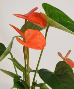 Close up shot of Anthurium Bugatti Royale with three coral orange spathe flowers and green heart-shaped leaves