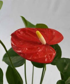 Beautiful red anthurium flower with lush green foliage.