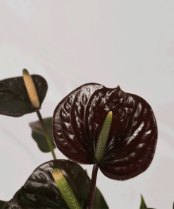Plante Anthurium Black Love - 26-36 Cm De Haut - Pot 12 Cm - Fleurs Rouges Foncées - Plante D'intérieur Persistante