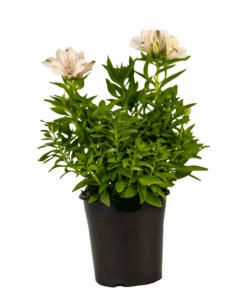 Alstroemeria magic white flowers with full green foliage in a black pot