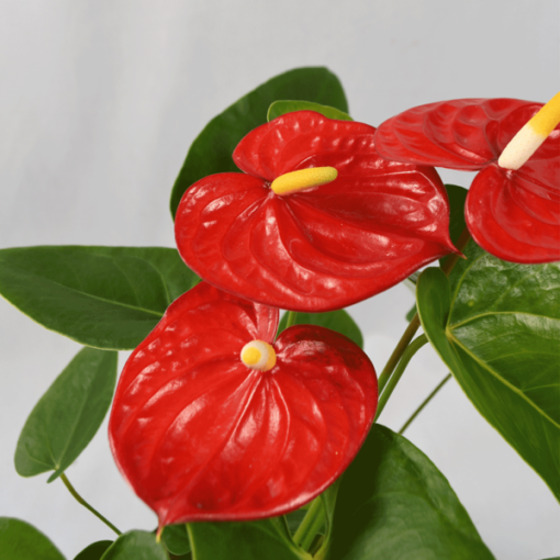 Anthurium Mauii Red in a pot bright green glossy leaves and red flower with yellow spadix