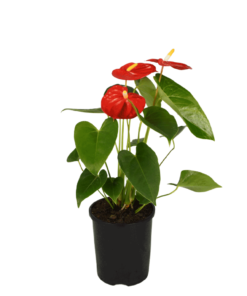 Anthurium Mauii Red in a pot bright green glossy leaves and red flower with yellow spadix