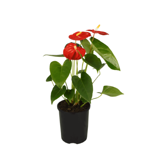 Anthurium Mauii Red in a pot bright green glossy leaves and red flower with yellow spadix