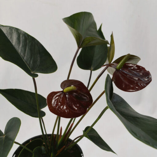 Elegant black flowers amongst dark green foliage