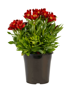 doba red alstroemeria bushy plant with green foliage and red flowers