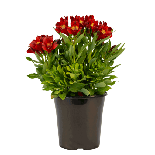 doba red alstroemeria bushy plant with green foliage and red flowers