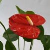 Red flower set on beautiful green foliage