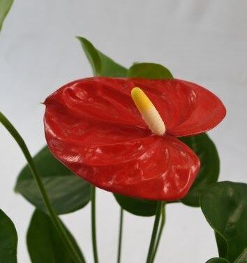 Red flower set on beautiful green foliage