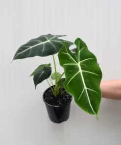 Delicate green leaves with stripes in a black coloured pot